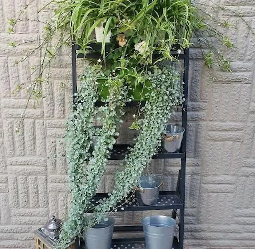 Apartament. بوزنان